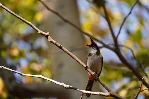 Great Backyard Bird 2
